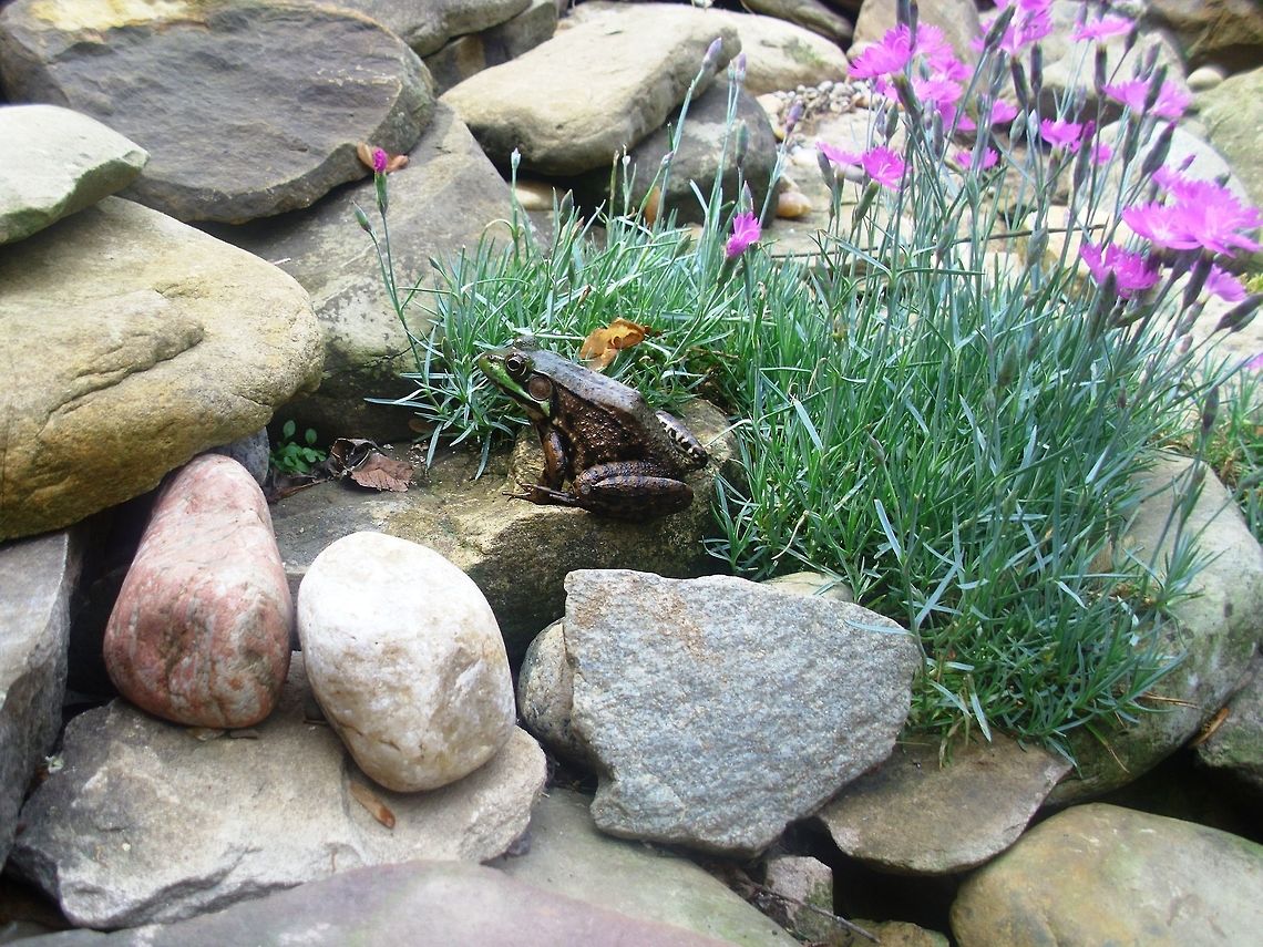 SPRING FROG  Lithobates clamitans melanota,Northern green frog,Rana clamitans melanota