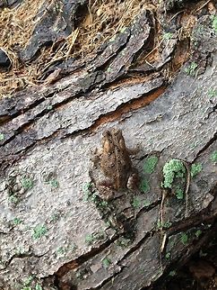 TOAD ON A TREE  American toad,Anaxyrus americanus,Bufo americanus