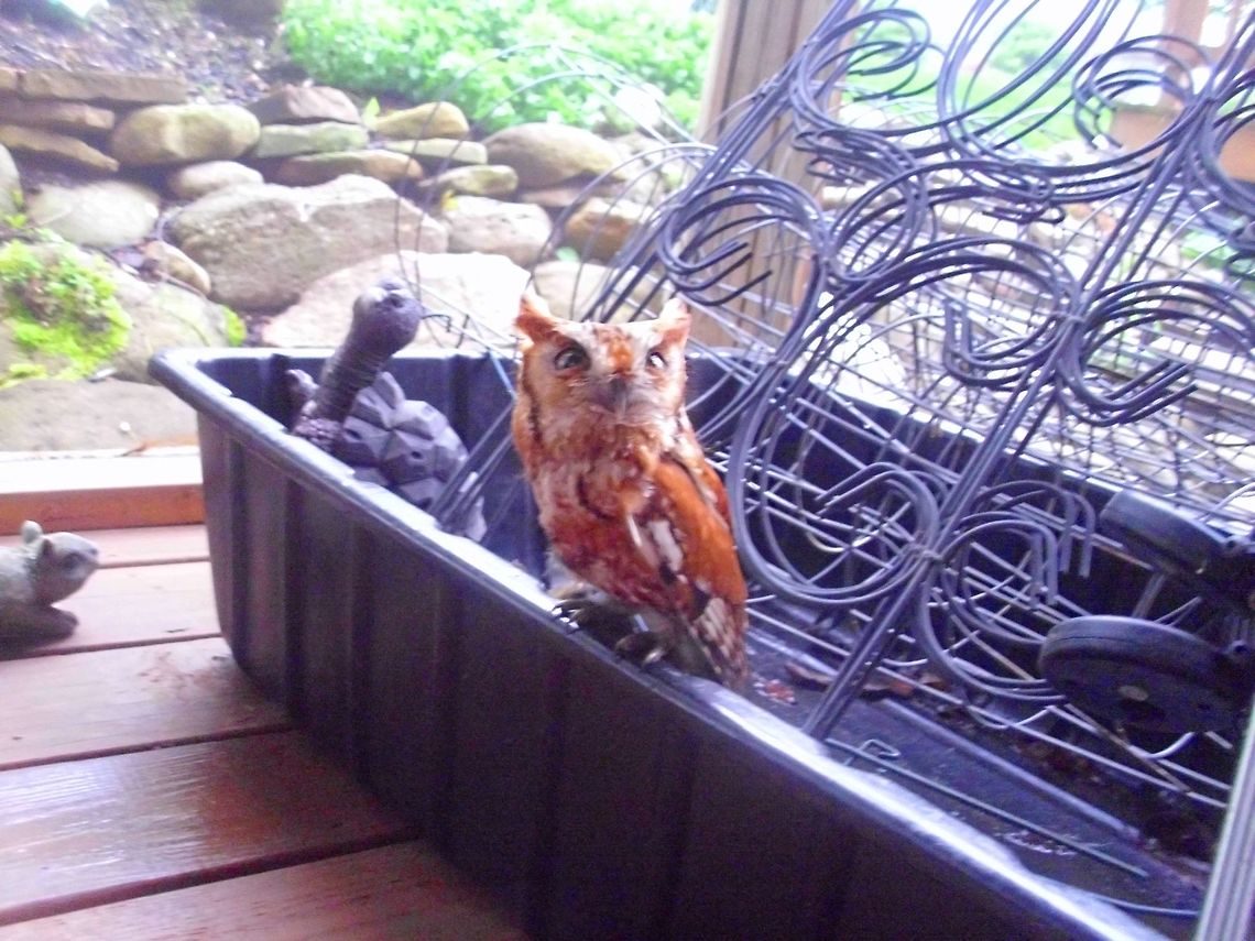 BABY OWL CAME FOR A VISIT  Eastern Screech Owl,Megascops asio