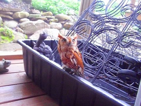 BABY OWL CAME FOR A VISIT  Eastern Screech Owl,Megascops asio