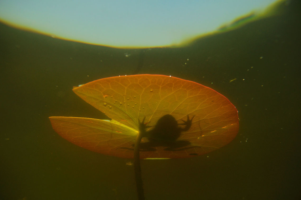Sunbathing frog  Geotagged,Slovakia,Spring