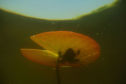 Sunbathing frog  Geotagged,Slovakia,Spring