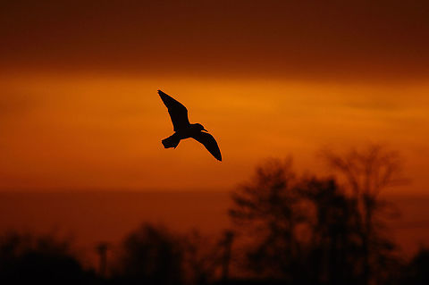 Gull silhouette  Geotagged,River Tern,Slovakia,Sterna aurantia,Winter