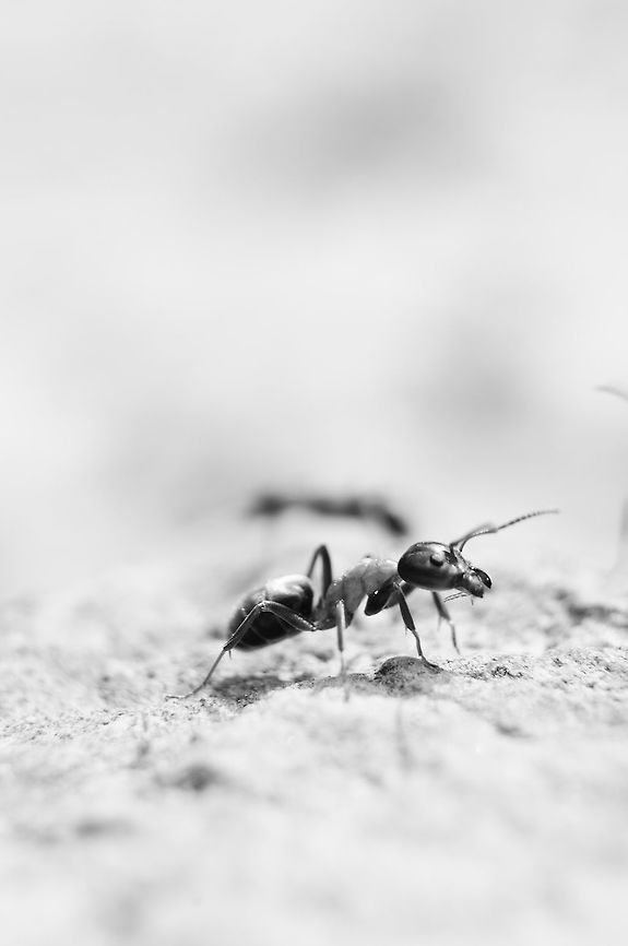 Fragile soldier  Geotagged,Slovakia,Summer