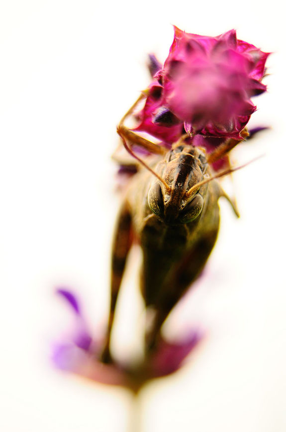 Watching  Geotagged,Slovakia,Summer