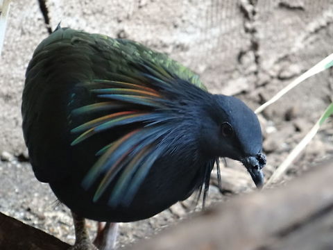Nicobar Pigeon closeup  Caloenas nicobarica,Nicobar Pigeon