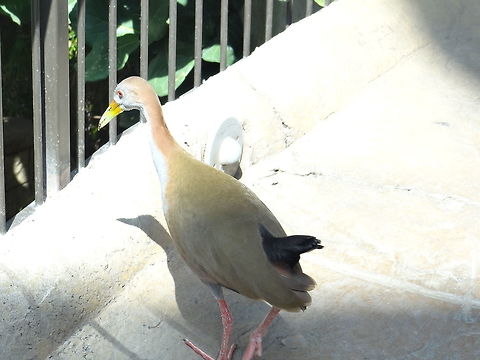 Giant Wood Rail  Aramides ypecaha,Giant Wood Rail