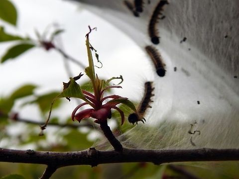 Caterpillar Race to the Flower 
I took a walk through Salmon River, in Colchester, Connecticut, and came up to a bunch of trees that had these webs on the sticks and stems, and this one from long above me had caterpillars on it, and what looks like a race to the pink flower.
 Caterpillar,nature reserve,wildlife photography