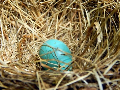 Single Blue Bird Egg A mother bird came up to my backyard porch and started nesting her eggs. She ended up laying three eggs on her nest, but unfortunately, two did not hatch, leaving this one survivor. bird,egg,nature,nesting birds,wildlife