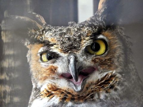 Goofy Owl Walking through a nature reserve area in Mystic, Connecticut and I spot this owl and can't stop laughing! He stared at me like this for a good 10 minutes and it was heartbreaking to leave such a funny animal. Asio otus,Long-eared Owl,Owl,animals,funny,nature reserve,wildlife