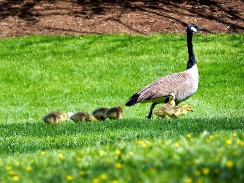 Mother Leading her Ducklings Kayaking through the Connecticut River on a summer day and I came across this amazing scene of a mother walking her ducklings through a yard. Amazing picture and grateful experience. Branta canadensis,Canada goose,animals,cute,mother and baby bird,nature,wildlife