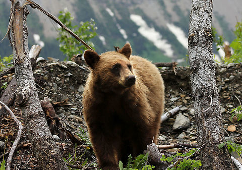 Grizzly Taken in the wild, in Glacier National Park, Montana, US. Grizzly bear,Ursus arctos horribilis