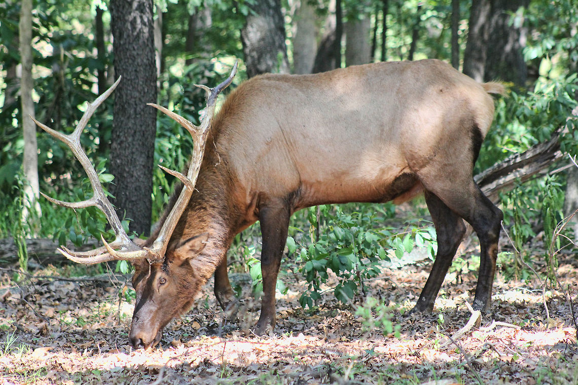 Elk  Cervus canadensis,Elk