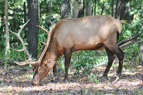Elk  Cervus canadensis,Elk