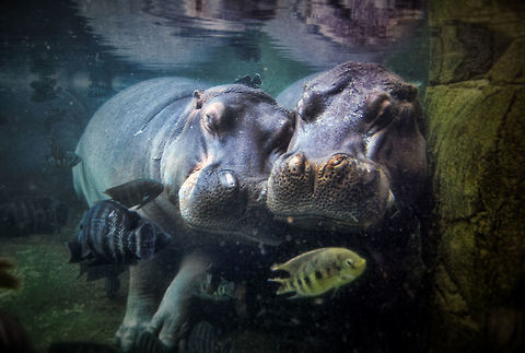 Big Love Hippopotamus, taken in the St. Louis Zoo, Missouri, US. Hippopotamus,Hippopotamus amphibius,zoo