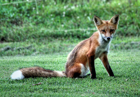 Fox II Taken in my backyard, Columbia Missouri, US. Red Fox,Vulpes vulpes