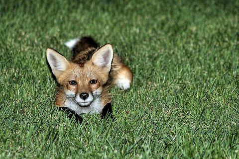 Fox Taken in my backyard, Columbia Missouri USA. Red Fox,Vulpes vulpes