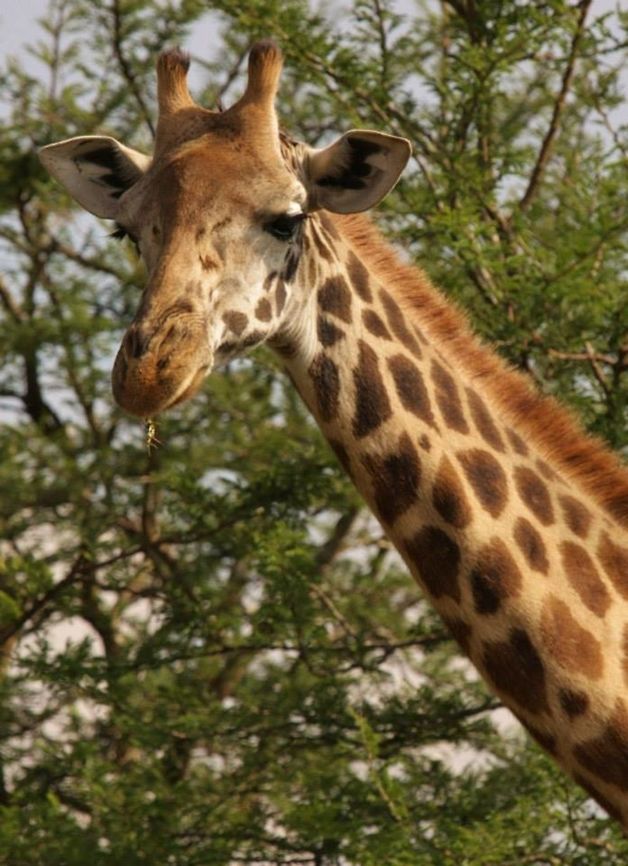 Twiga (giraffe) enjoying its twig of accacia Giraffe enjoying its morning breakfast of accacia leaves in the Nairobi National Park Giraffa camelopardalis tippelskirchi,Maasai Giraffe