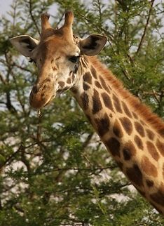 Twiga (giraffe) enjoying its twig of accacia Giraffe enjoying its morning breakfast of accacia leaves in the Nairobi National Park Giraffa camelopardalis tippelskirchi,Maasai Giraffe