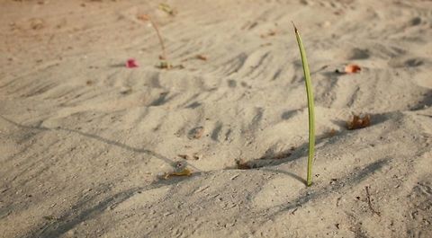 New beginnings This picture shows a shoot coming from the sand. The shoot symbolises the new growth, potential or goals that we aspire to achieve in the new year while its shadow represents and reminds of the year that went by. Geotagged,Kenya