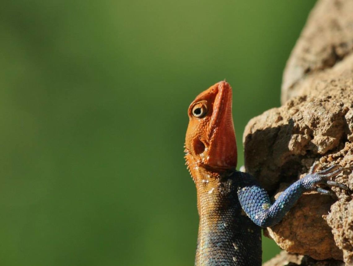 east_african_rainbow_lizard An East African Rainbow lizard taking in the afternoon sun on a rock in Meru National Park Agama agama,Geotagged,Kenya,Red-headed Rock Agama
