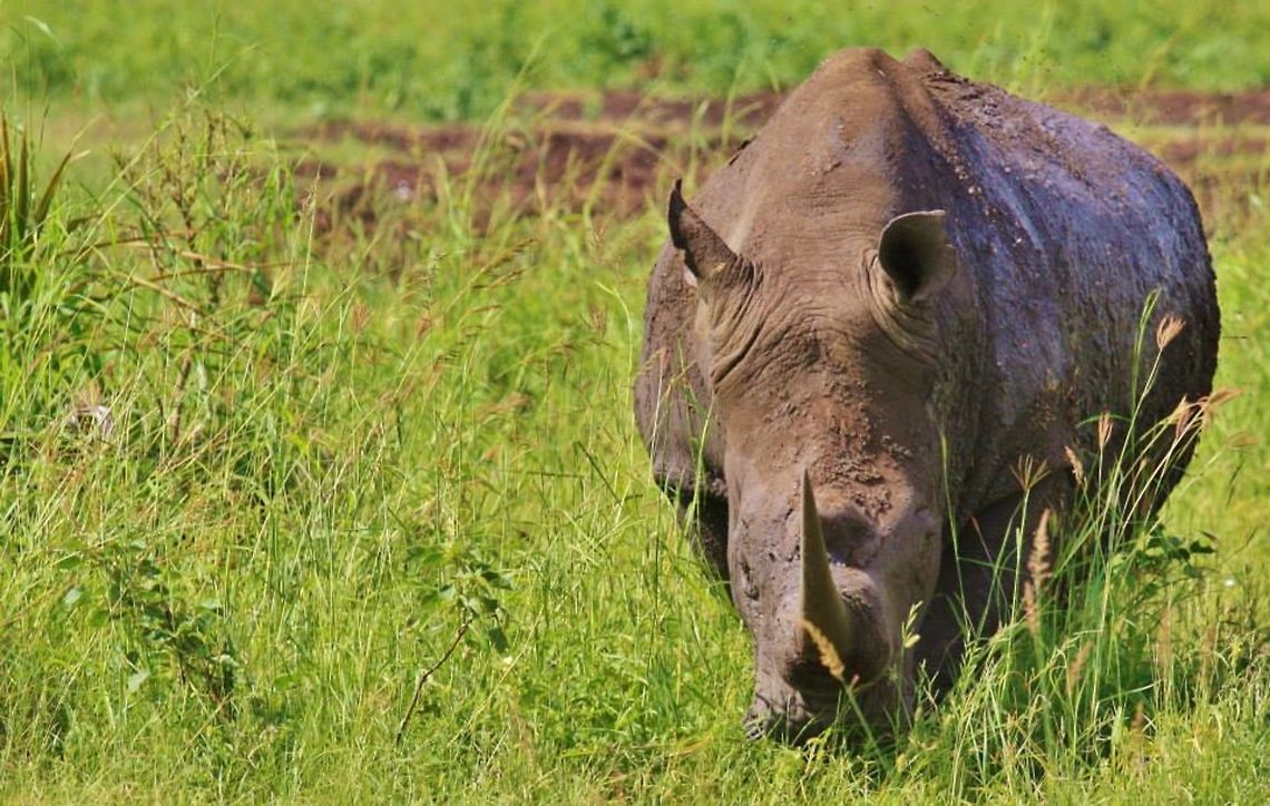 rhino Grazing rhino in Meru Ceratotherium simum,Geotagged,Kenya,White rhinoceros