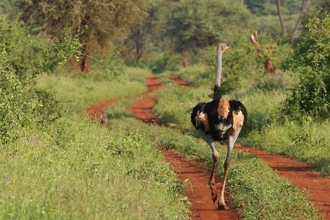 Afternoon Stroll A Somali Ostrich on its afternoon stroll.  Geotagged,Kenya,Somali ostrich,Struthio molybdophanes
