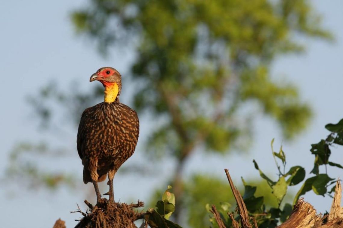 yellow_necked_spurfowl This bird is enjoying the late afternoon sun and also keeping watch. Geotagged,Kenya,Pternistis leucoscepus,Yellow-necked Spurfowl