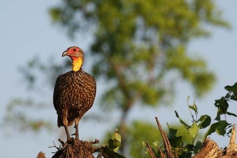 yellow_necked_spurfowl This bird is enjoying the late afternoon sun and also keeping watch. Geotagged,Kenya,Pternistis leucoscepus,Yellow-necked Spurfowl