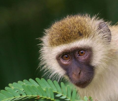 vervet_monkey Vervet monkey peering out of the trees Chlorocebus pygerythrus,Geotagged,Kenya,Vervet monkey
