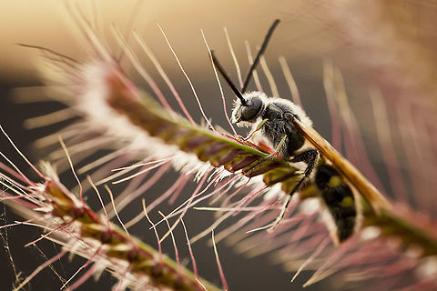 Relaxing Perch Very interesting moment when I saw these insects are relaxed with the backlight of the sun..looks very pretty Geotagged,Indonesia,Spring,backlight,insect,macro insect,nature