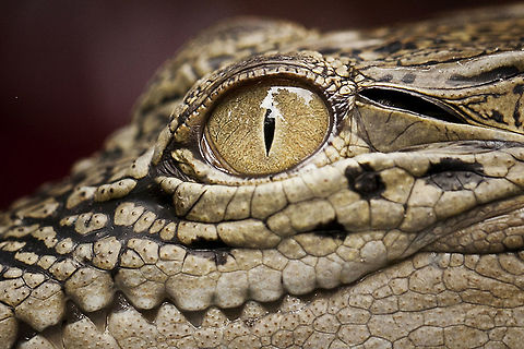 Freshwater Crocodile