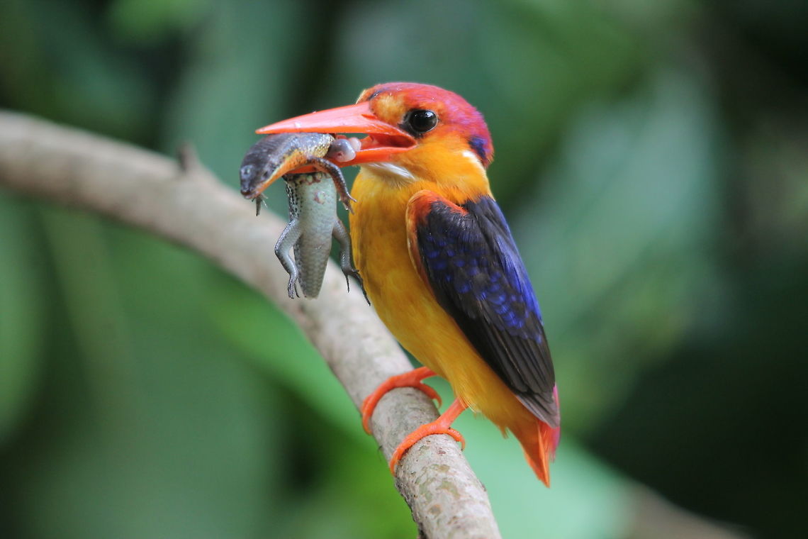 Kingfisher  Ceyx erithaca,Geotagged,Halcyon smyrnensis,India,Oriental dwarf kingfisher,Summer