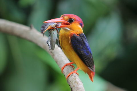 Kingfisher  Ceyx erithaca,Geotagged,Halcyon smyrnensis,India,Oriental dwarf kingfisher,Summer