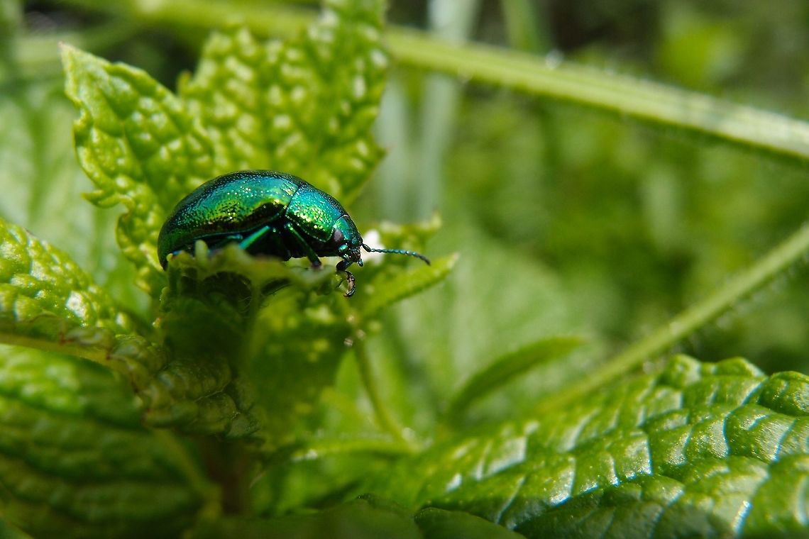 Green beetle This is my competition entry, I am sorry i do not know the name of this bug. green