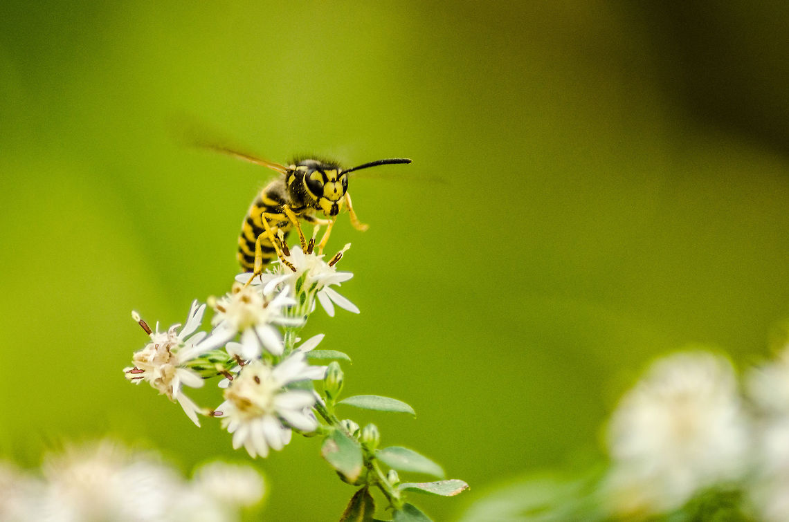 Bee  Green,United States,flower