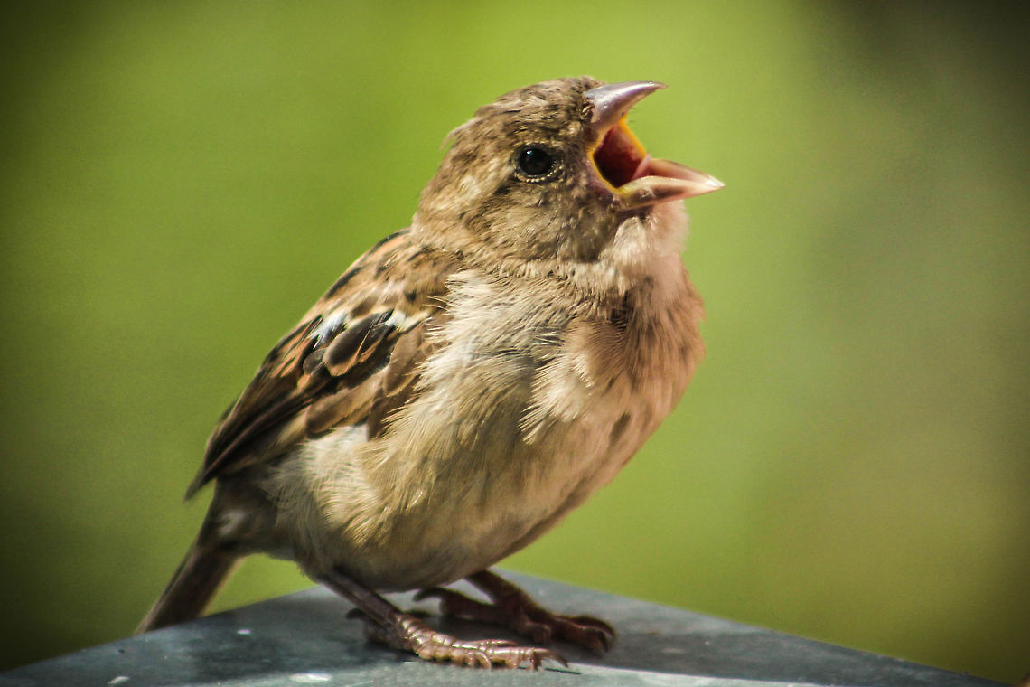 The bird...  House sparrow,Passer domesticus