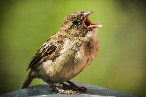 The bird...  House sparrow,Passer domesticus