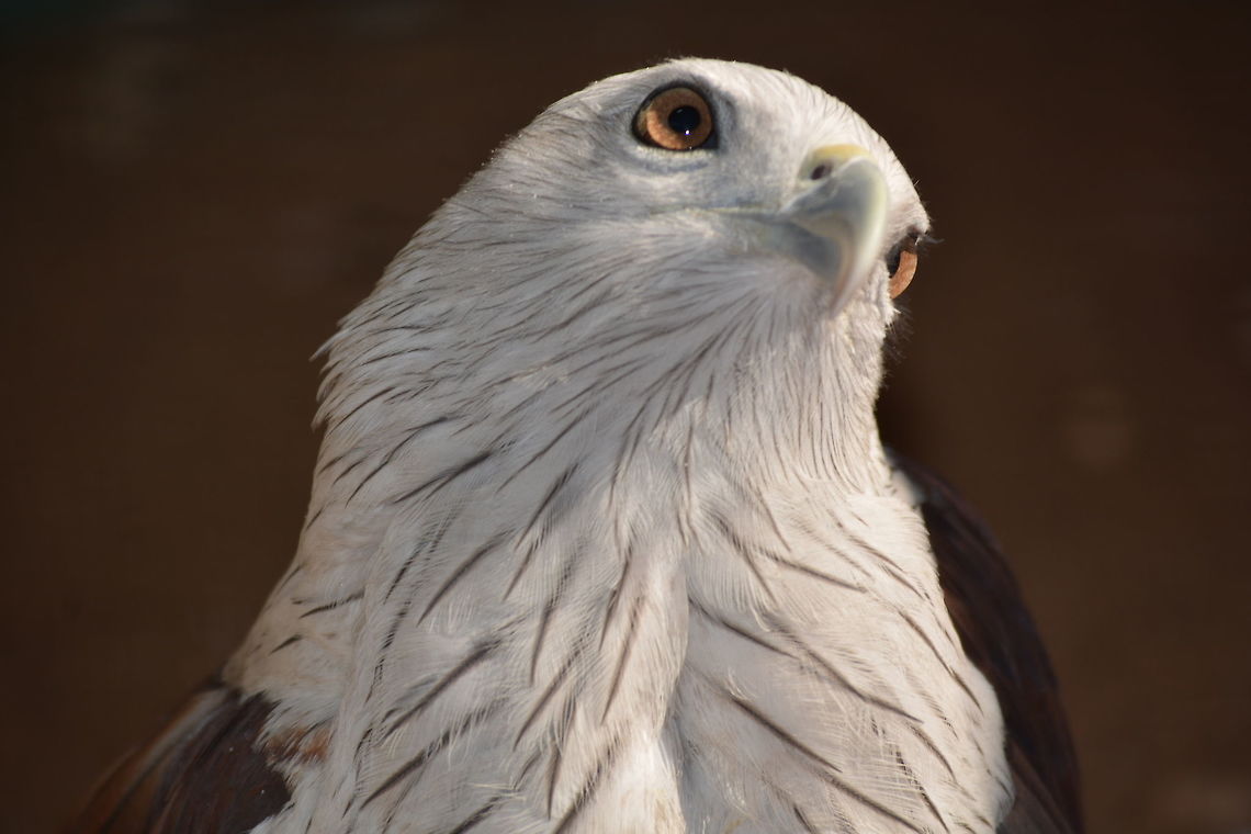 Brahminy Kite closeup  Brahminy Kite,Geotagged,Haliastur indus,India,Winter