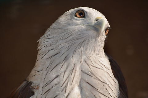 Brahminy Kite closeup  Brahminy Kite,Geotagged,Haliastur indus,India,Winter