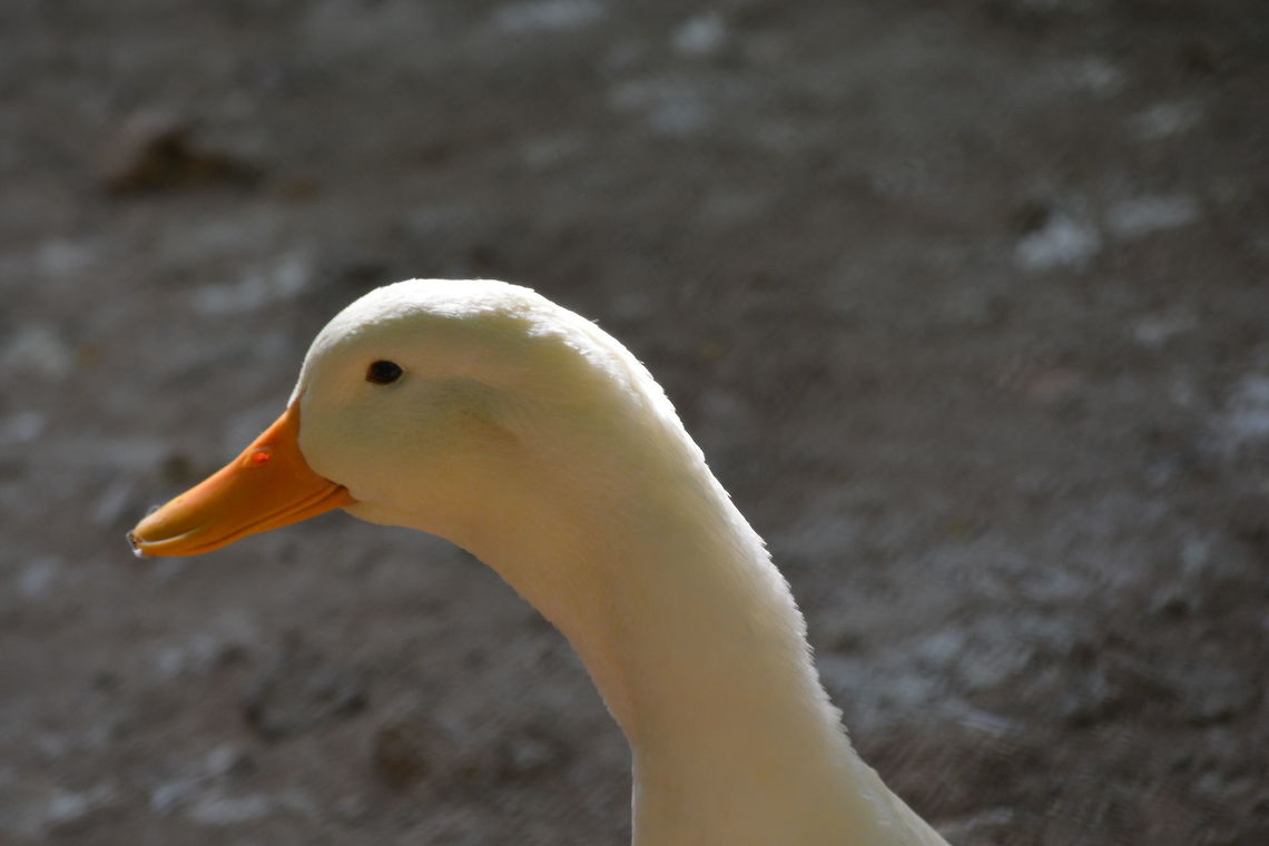White Goose  Anser anser domesticus,Domestic goose