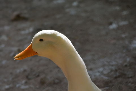 White Goose  Anser anser domesticus,Domestic goose