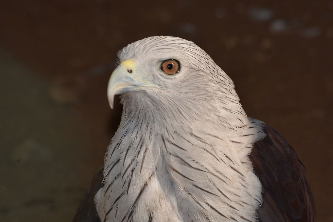 The Brahminy Kite  Brahminy Kite,Haliastur indus