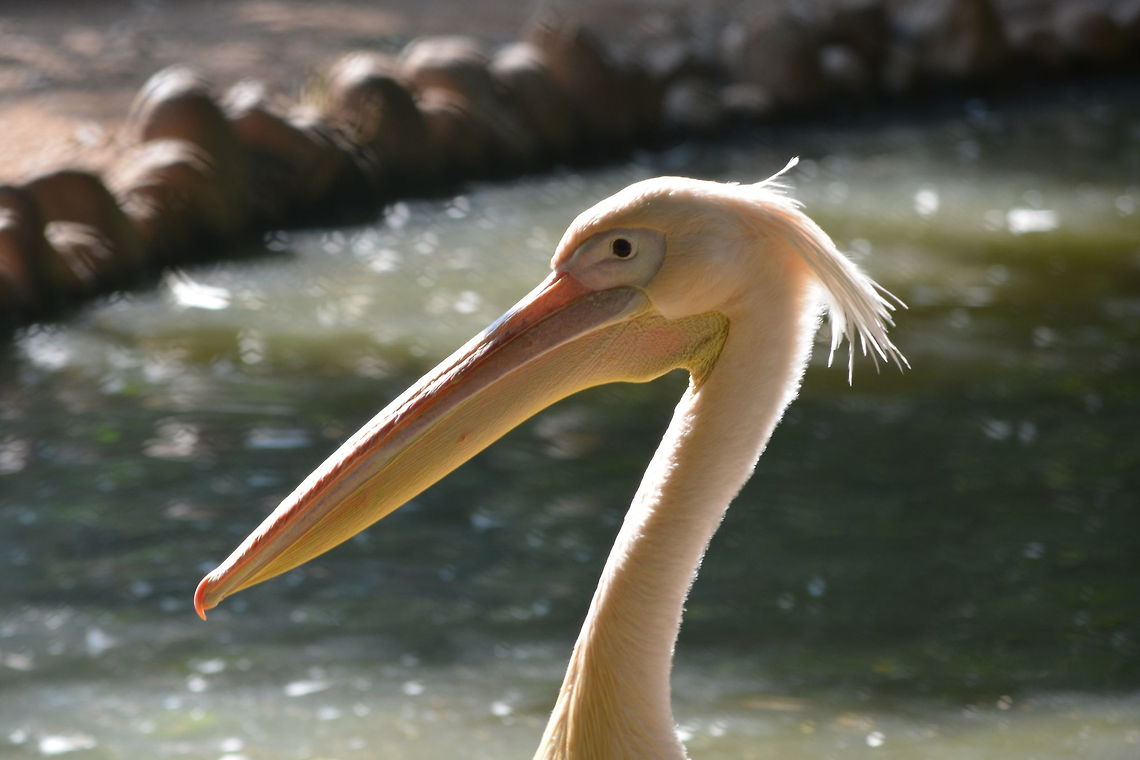 The Great White Pelican closeup  Great White Pelican,Pelecanus onocrotalus