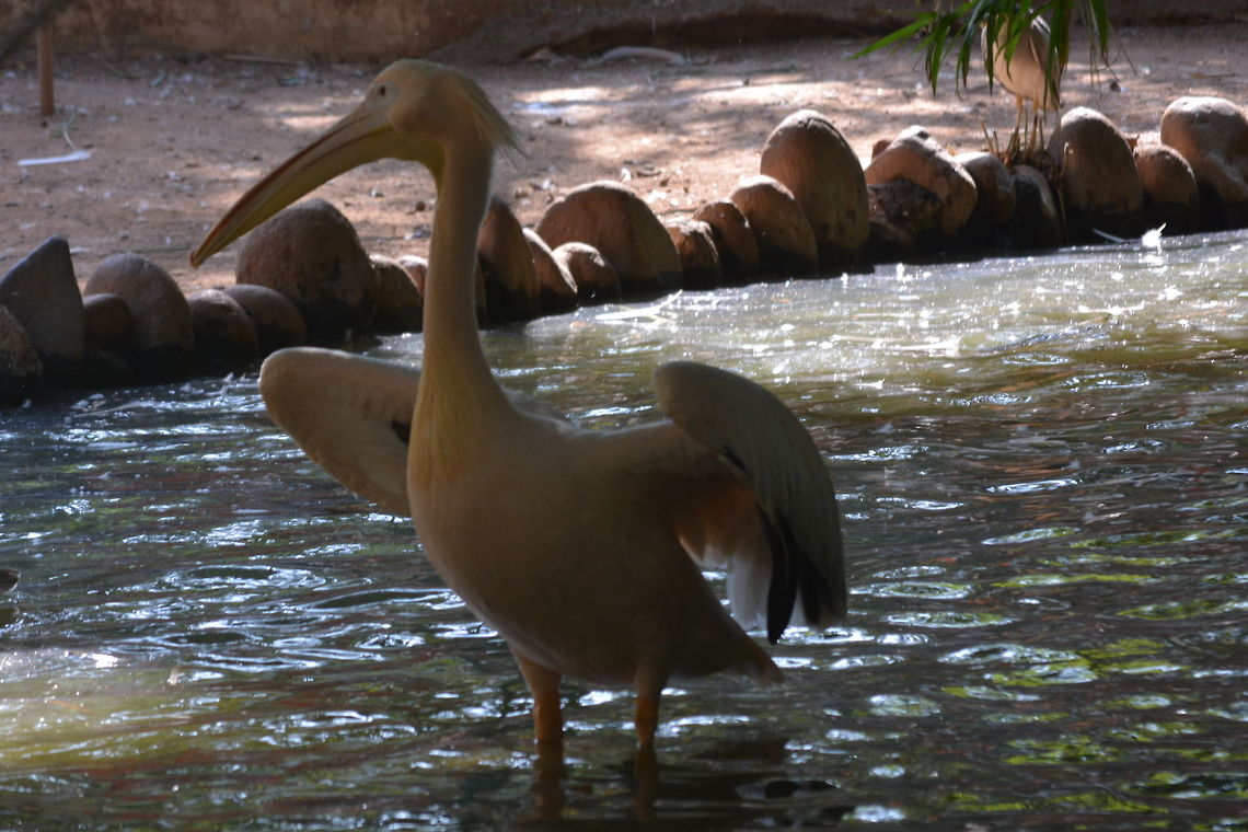 White Pelican  Great White Pelican,Pelecanus onocrotalus