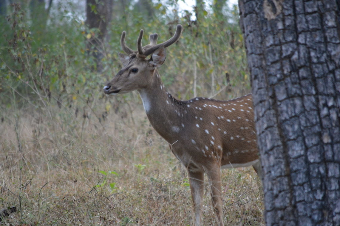 DSC_1381  Axis axis,Chital