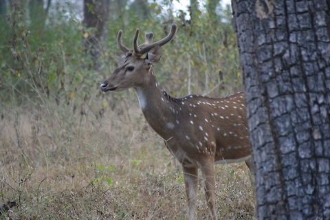 DSC_1381  Axis axis,Chital