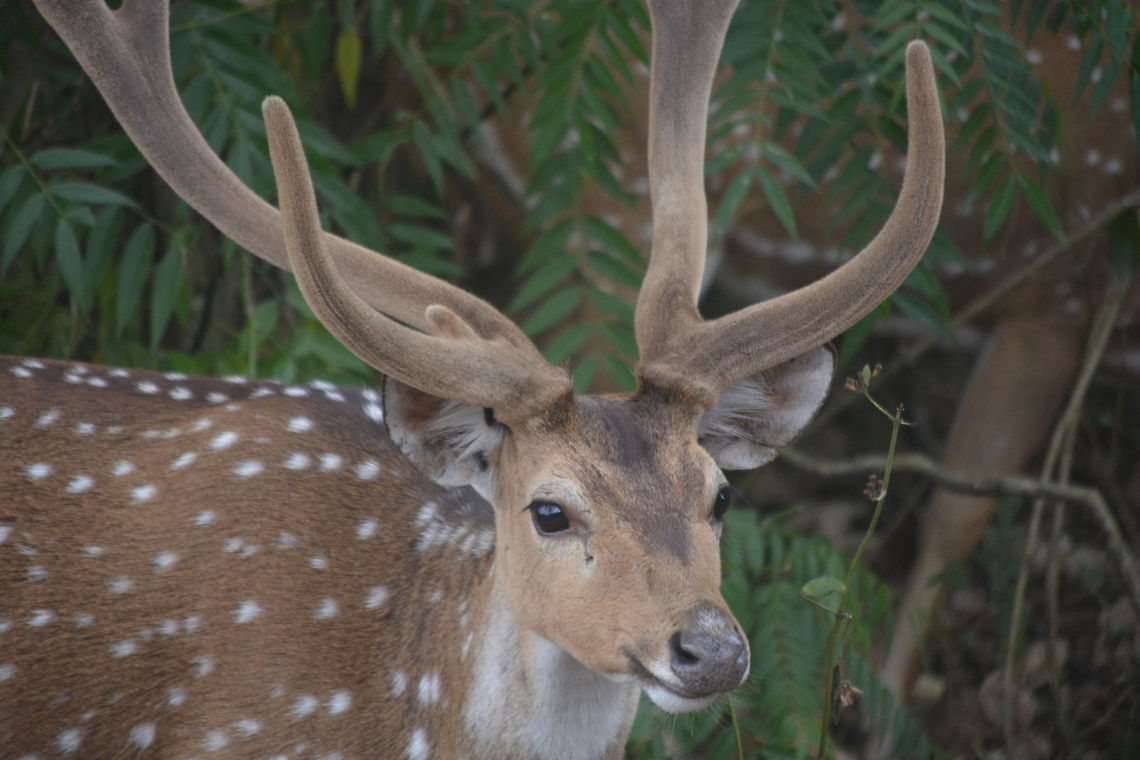 Stag Closeup Captured in Bandipur Reserve Forest, Karnataka Axis axis,Chital