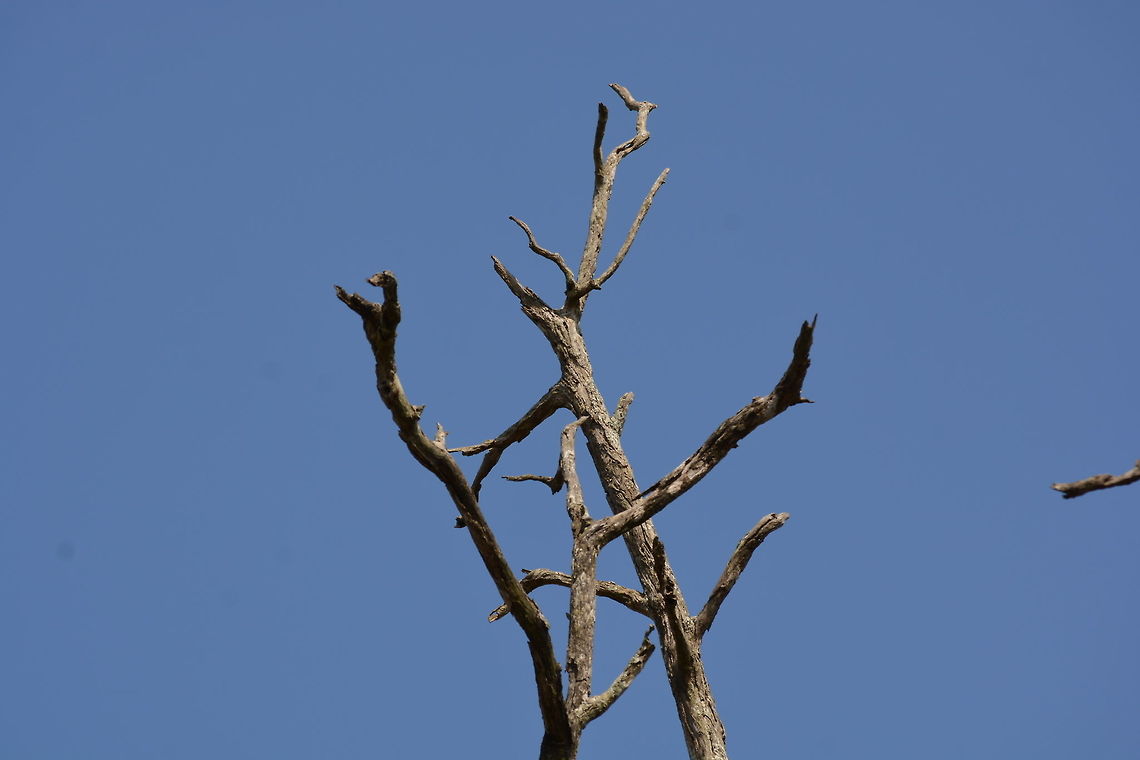 Leafless Tree with Sky Background Captured in Bandipur Forest reserve, Karnataka