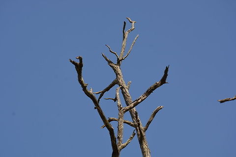 Leafless Tree with Sky Background Captured in Bandipur Forest reserve, Karnataka